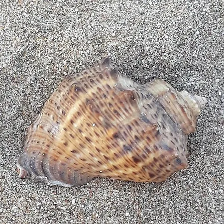 Maison d'hôtes Style Place Kiten (Burgas)